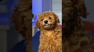Belial Behemoth Beelzebub TikTok Trend | Puppy version 🐶 #shorts