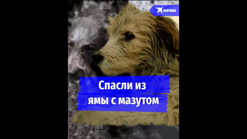 Белый щенок в черном