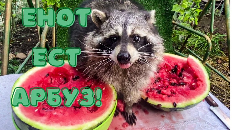 Енот Хельга ест арбуз Helga the raccoon eats watermelon +