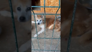На этом видео наш инвалид старичок Рэюшка. Ему поезд отрезал лапку и хвост два года назад.