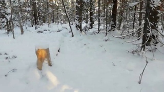 Охота. Жизнь в тайге. Попался новогодний заяц.