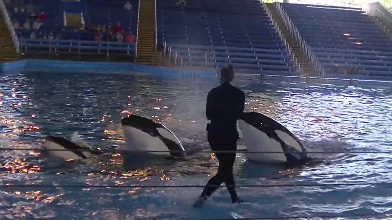 Trainer Talk Time August 14, 2020 Sea World San