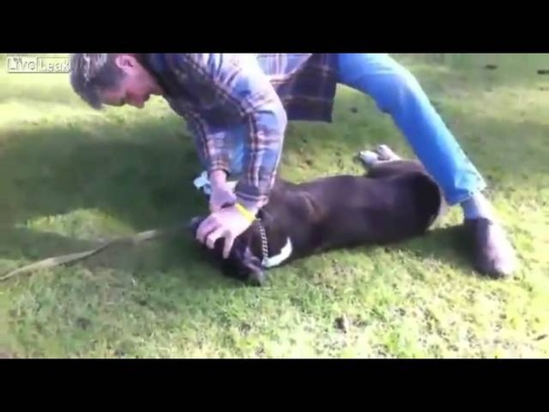 Guy gives CPR to dog and saves the dogs life