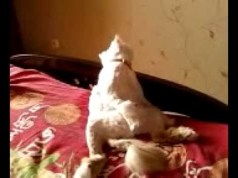Наглый толстый кот