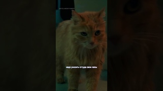 Вкусные трубочки из животных  | Котострофа  #комедия #сериал #shorts #котики #кот