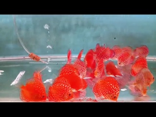 ikan louhan