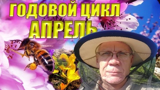 Годовой цикл ухода за пчелами Работы пчеловода на пасеке в апреле