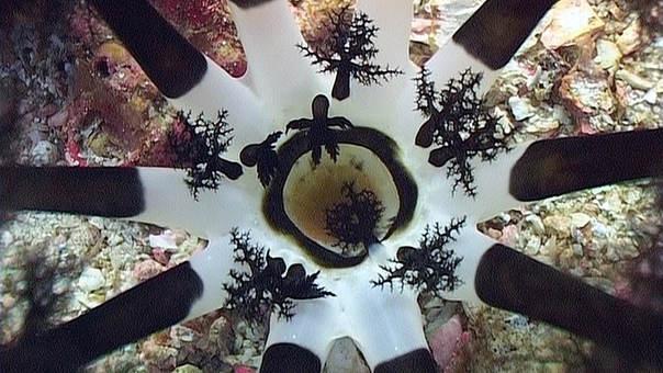 Worms and Sea Cucumbers Reef Life of the Andaman Part