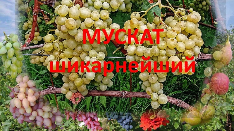 ДЕГУСТАЦИЯ. Виноград ОЗОН, шикарный мускат. Виноград
