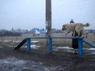 Кавказенок Шаймир - снаряды