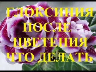 Глоксиния отцвела и готовится к отдыху. Это сделать необходимо!