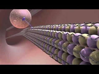 Inside the Brain: Unraveling the Mystery of Alzheimer’s Disease [HQ]