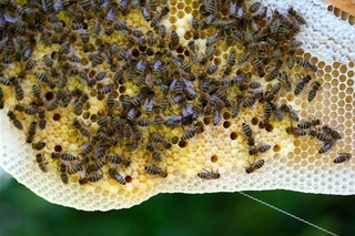 5. Teil: Bioimkerei im Jahresverlauf -  Naturwabenbau (Juni 2014)