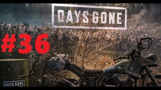 Days Gone #36