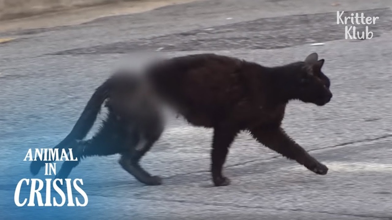 Cat Pleads For Help To Remove A Steel Wire Strangling Her To Death, Animal in Crisis