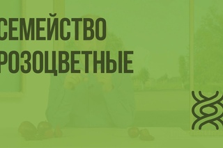 28. 6 класс. Семейство Розоцветные.
