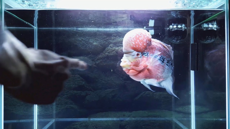How to Train a Flowerhorn to Follow Your