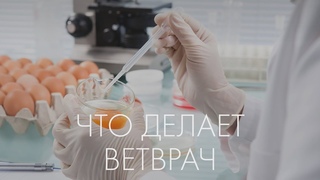 Рабочий день ветврача на ЭкоБазаре