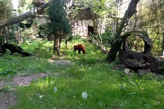 Красная панда ушла