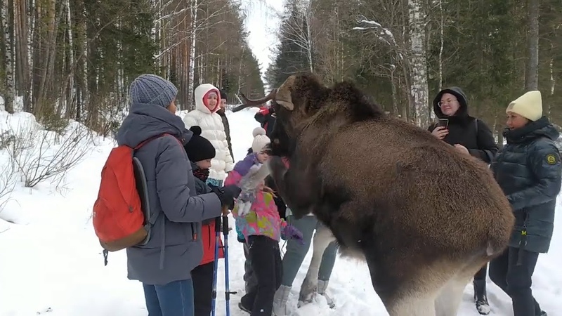 В нацпарке лось напал на туристов. Real