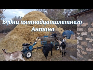 Моё утро на хозяйстве. Вывозка навоза. Дойка коровы. Собака родила. Заготавливаю сено. #деревня