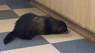 Хорек Еджи