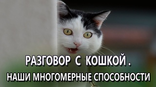 Разговор с кошкой.  Наши Многомерные Способности.