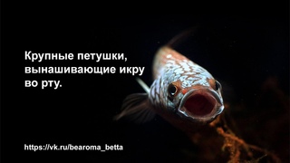 Крупные петушки, вынашивающие икру во рту.