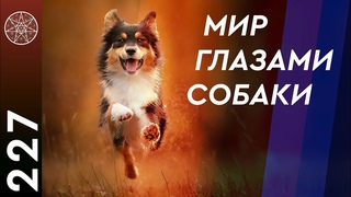 #227 Вопросы кинологии. Как защититься от нападения собак Кармические последствия убийства животных