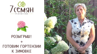 УХОД ЗА ГОРТЕНЗИЕЙ ОСЕНЬЮ, ГОТОВИМСЯ К ЗИМОВКЕ!