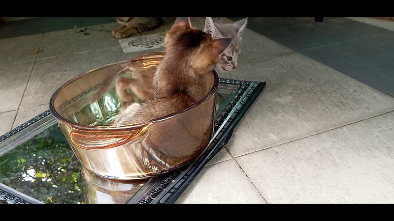 cats are 1158, and, the 3 Generation are 678, 530, 404 and Young lady grandchild105, 156, 50days