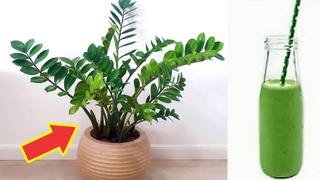 Se Voc tem Essa Planta, Voc tem Uma Mina de Ouro (Voc tem em Casa)