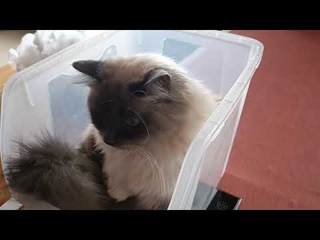 Как взвесить кошку на кухонных весах: готовимся к дегельминтизации