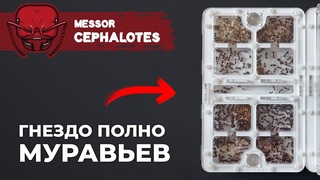 САМЫЙ БЫСТРОРАСТУЩИЙ МУРАВЕЙ-ЖНЕЦ | Giant African harvester ant | Messor cephalotes