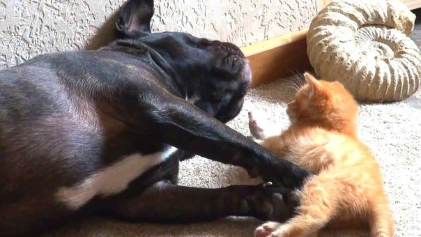 Kitten Attacks French Bull