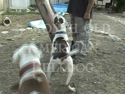 Pistols Introduction to the Bite