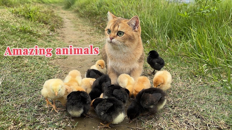 The magical kitten is so powerful that he tamed a bunch of chickens The chicken has grown up