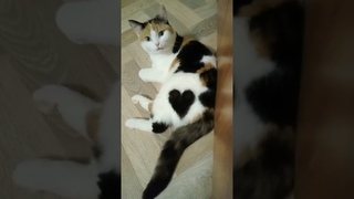 #сердечко  #cat #кошка #животные #юмор #shorts #хвостики #лапки #котовасия #отдых #муська #прикольно