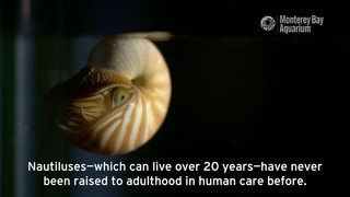Chambered Nautilus Are Hatching At The Aquarium!