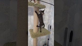 Дома хищник#catlover#ориентальныйкот#смешныекоты#cats
