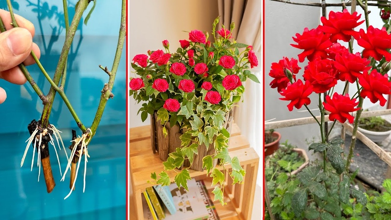 SUPER beautiful ROSES. Breeding Roses in water Cost