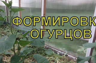 Выращивание ОГУРЦОВ в ТЕПЛИЦЕ. ФОРМИРОВАНИЕ огуречной плети