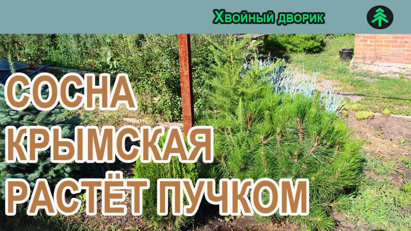 Сосна крымская стоит ли рассаживать плотно растущие
