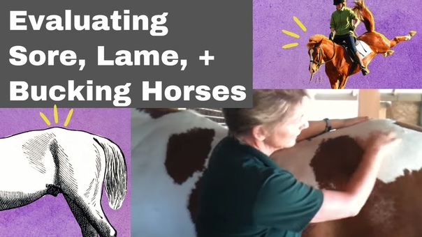 Evaluating sore horses Lame or bucking horses April Battles Holistic Horse