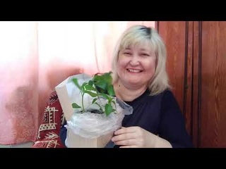 ВЛОГ/VLOG/ РАССАДА, МОИ ПОКУПКИ ИЗ ФИКСПРАЙС,НЕ ТОЛЬКО ЕМ НА КАМЕРУ.