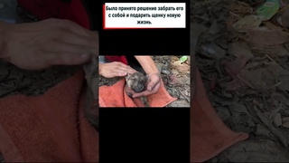 Этот пушистик был найдет на мусорке, в абсолютно беспомощном состоянии #shorts