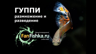 ГУППИ размножение, разведение и роды этих рыбок видео-обзор