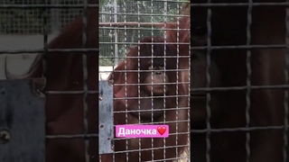 Дана Орангутанг Зоопарк Тайган