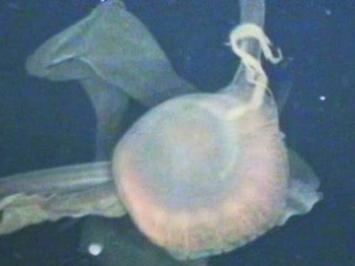 Unterwasserjäger - 6-Meter-Qualle wickelt Beute ein