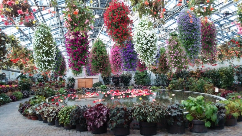 Jardi n de Begonias en Nabana no Sato Kuwana, Japo